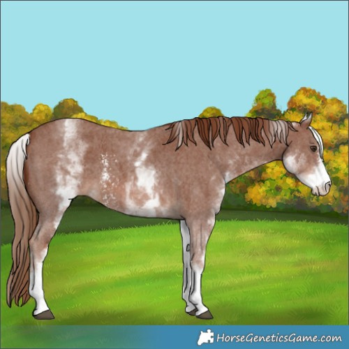 Horse Color:White Spotted Chestnut Sabino 