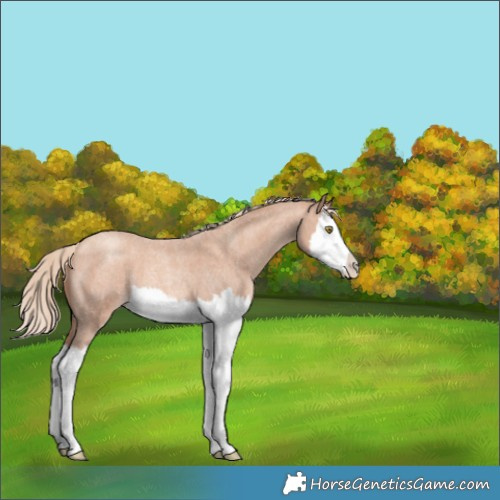 Horse Color:Gold Champagne Roan Splash 