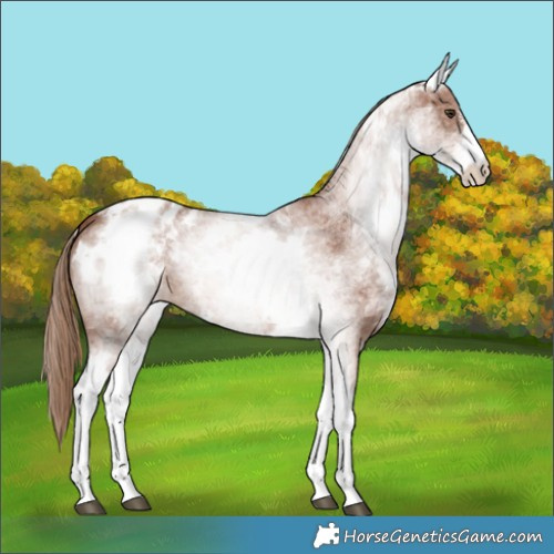 Horse Color:White Spotted Chestnut Sabino Blanket 
