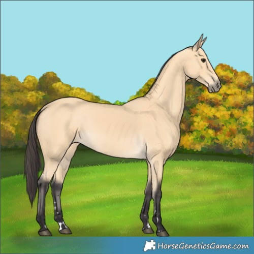 Horse Color:Buckskin 