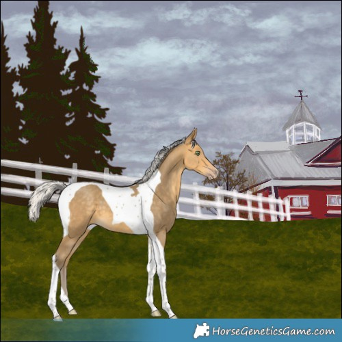 Horse Color:Silver Sable Cream Champagne Tobiano 