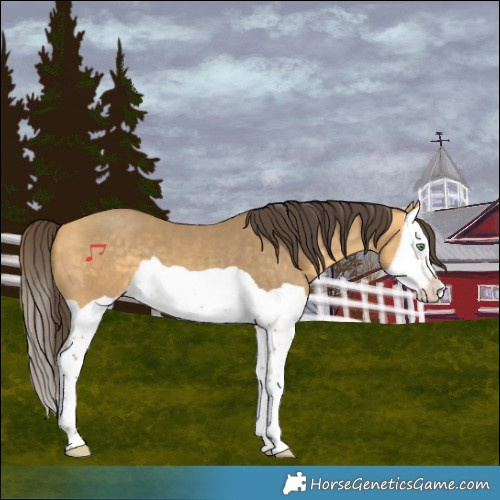 Horse Color:Amber Cream Champagne Splash 