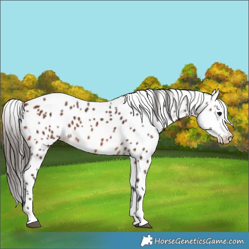 Horse Color:Bay Leopard 