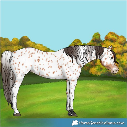 Horse Color:Bay Near Leopard