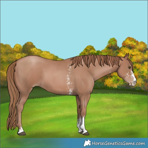 Horse Color:Black Pearl Sabino