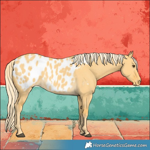 Horse Color:Palomino Dun Blanket