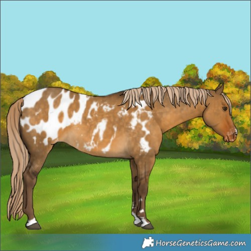 Horse Color:Chocolate Palomino Dun Blanket 