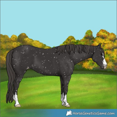 Horse Color:Smoky Black Snowflake Varnish