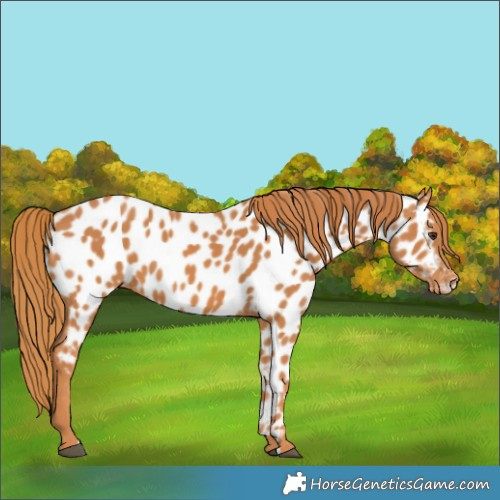 Horse Color:Chestnut Near Leopard 