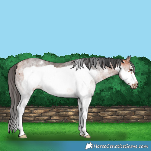 Horse Color:White Spotted Bay Frame Rabicano 