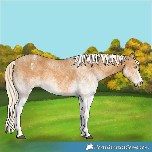 Horse Color:White Spotted Palomino