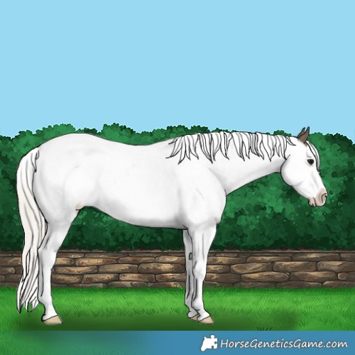 Horse Color:Silver Smoky Black Splash