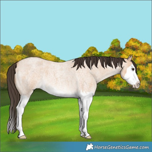 Horse Color:Bay Roan Dun Splash