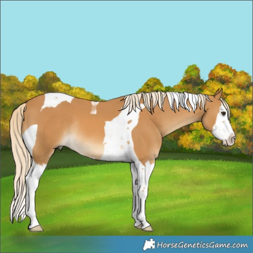Horse Color:Palomino Splash Tobiano Rabicano 