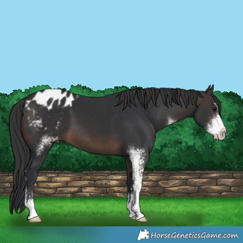 Horse Color:Brown Sabino Blanket