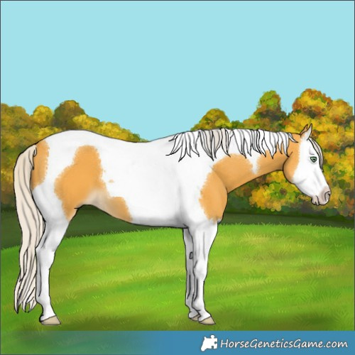 Horse Color:Silver Buckskin Splash Tobiano 