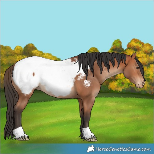 Horse Color:Bay Near Fewspot 