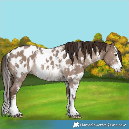 Horse Color:White Spotted Liver Red Dun Sabino Near Leopard