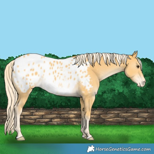 Horse Color:Palomino Blanket