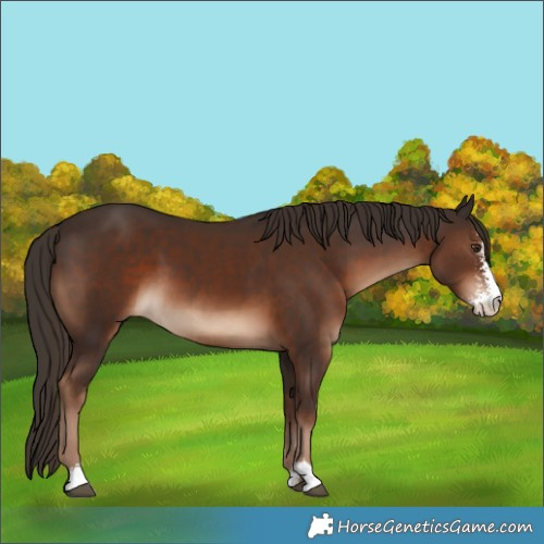 Horse Color:Liver Chestnut Sabino