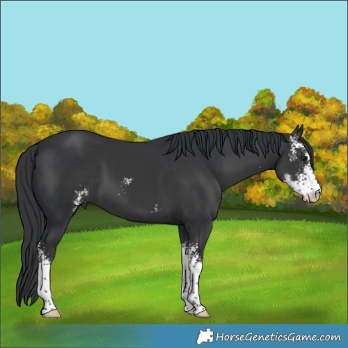 Horse Color:Black Sabino