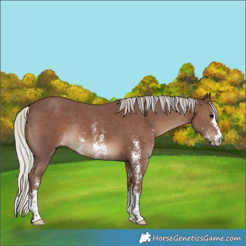 Horse Color:Silver Black Sabino Rabicano 