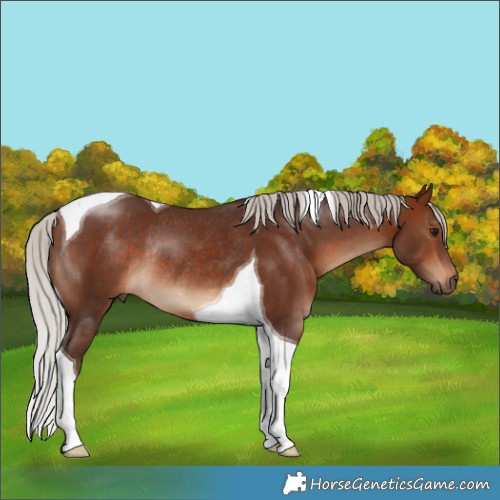 Horse Color:Silver Bay Tobiano Rabicano