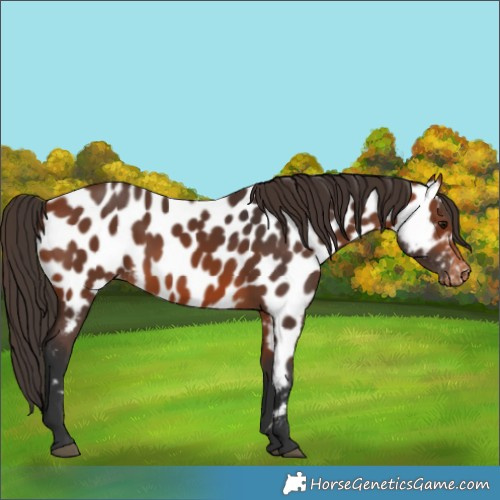 Horse Color:Bay Near Leopard 
