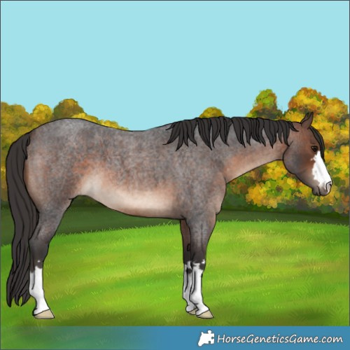 Horse Color:Brown Roan 