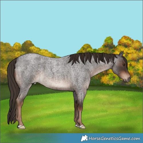 Horse Color:Liver Red Roan