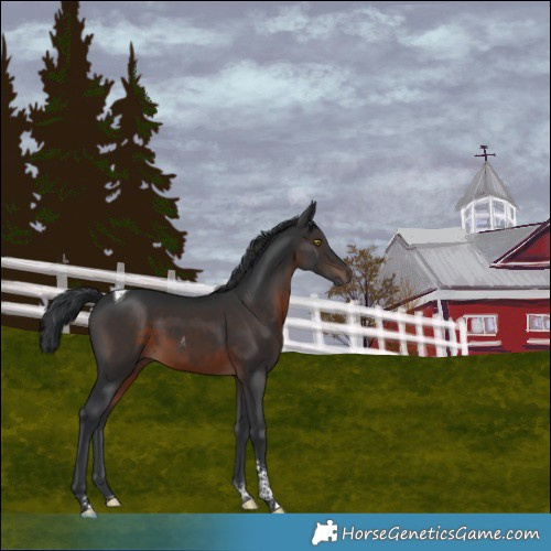 Horse Color:Brown Tobiano