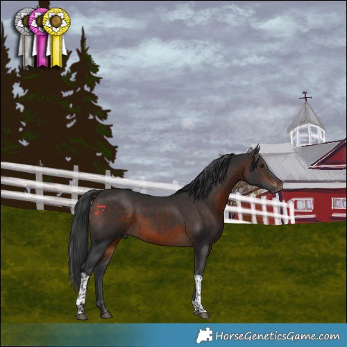 Horse Color:Brown Tobiano