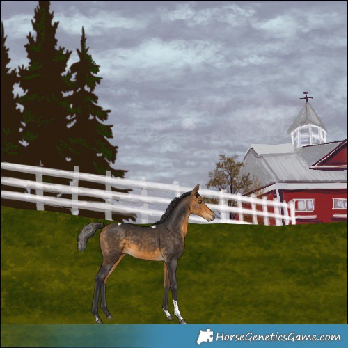 Horse Color:Buckskin Tobiano Rabicano 
