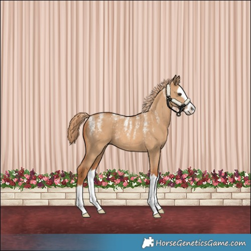 Horse Color:Powder White Red Dun Splash