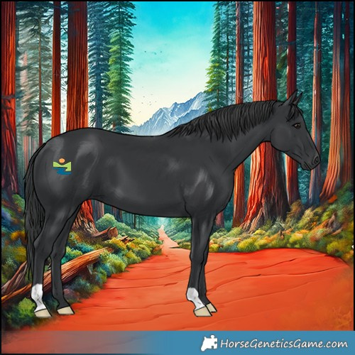 Horse Color:Black 
