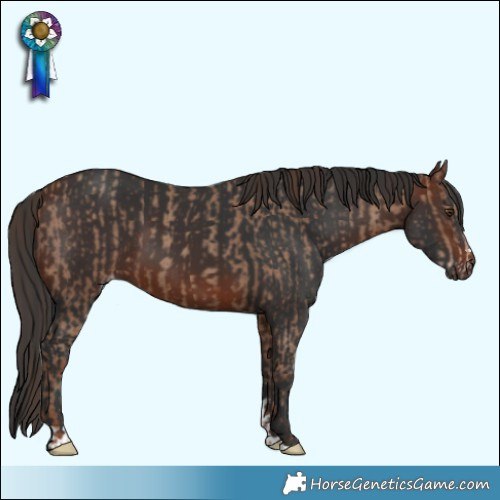 Horse Color:Classic Champagne Rabicano  and Brown 