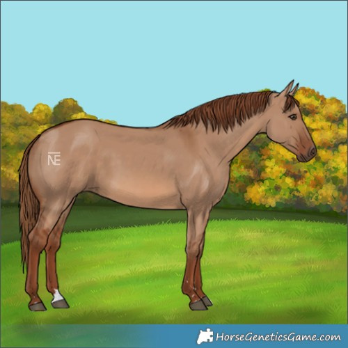 Horse Color:Red Dun