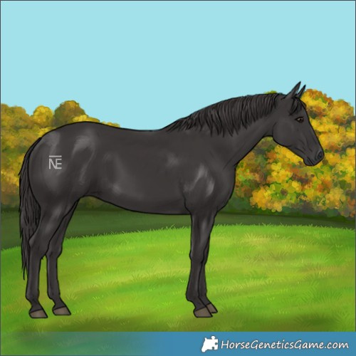 Horse Color:Smoky Black