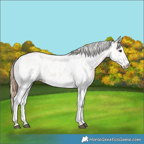 Horse Color:White Spotted Chestnut
