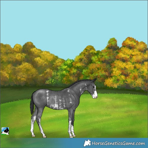 Horse Color:Black Sabino Rabicano