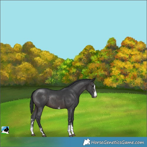 Horse Color:Brown Sabino Rabicano