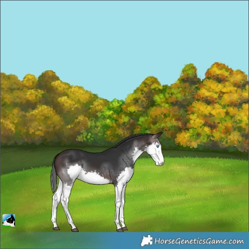 Horse Color:Brown Splash