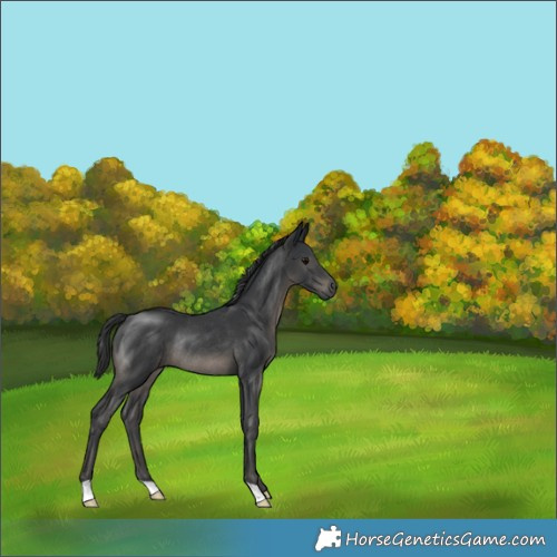 Horse Color:Black Mushroom Rabicano