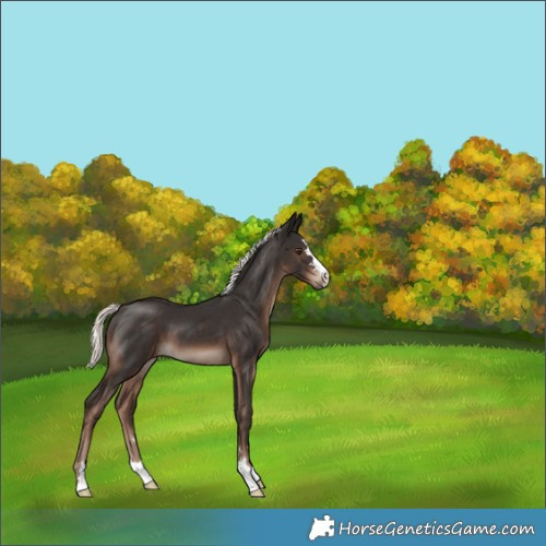 Horse Color:Liver Chestnut Mushroom