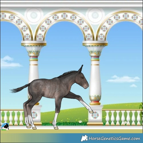 Horse Color:Platinum Liver Chestnut Rabicano