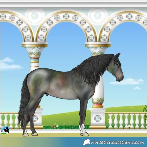 Horse Color:Black Rabicano