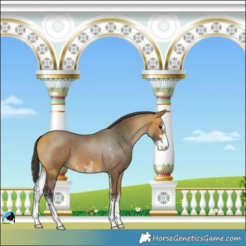Horse Color:Buckskin Sabino 