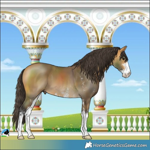 Horse Color:Buckskin Sabino 