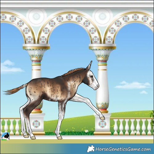 Horse Color:Liver Red Onyx Sabino 