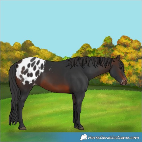 Horse Color:White Spotted Brown Blanket Rabicano